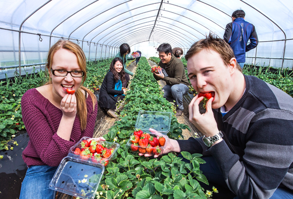 English teachers enjoying some freshly picked strawberries in South Korea