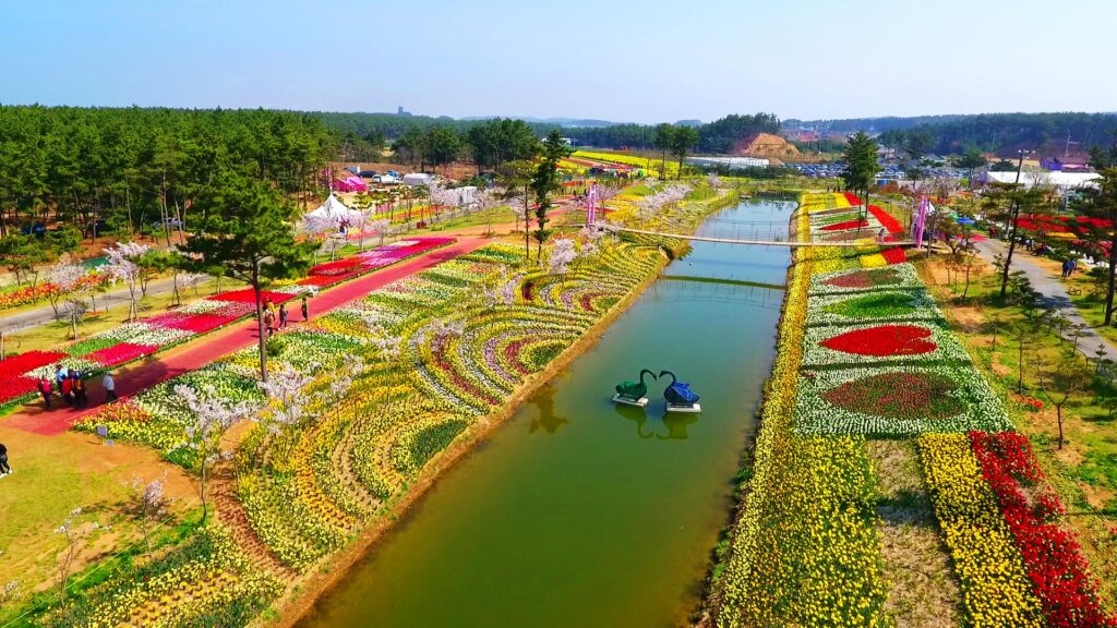 Taean tulip festival field in south Korea