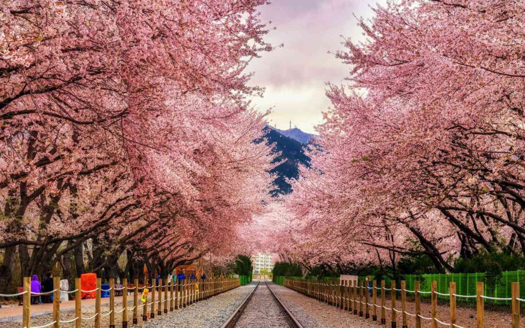 Cherry blossom trees in full bloom at Gyeonghwa Station in South Korea