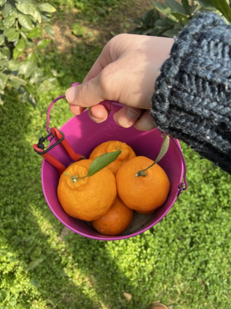 An English teacher holding a pail of freshly picked Hallabong oranges on Jeju Island